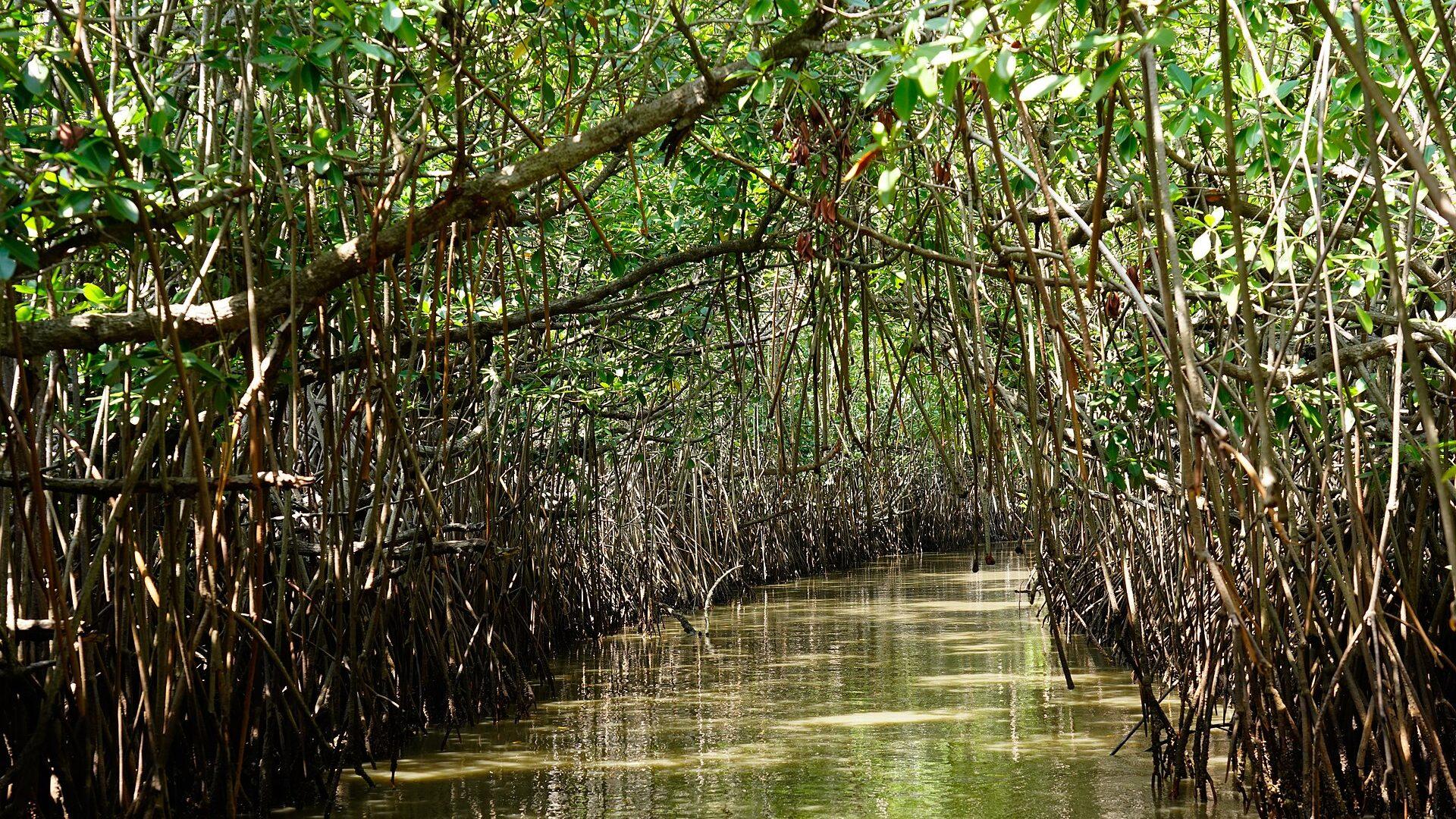 Mangrove Forest — open the stop details.